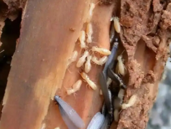 皇姑白蚁防治公司分享梅雨季白蚁爆发高峰期，全屋防潮防虫实操攻略